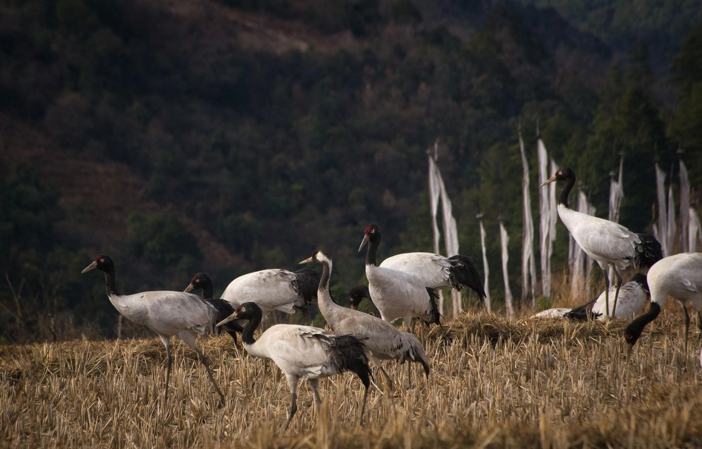 Mystic Dragon Odyssey: 6 Nights 7 Days with Manifest Bhutan Expeditions